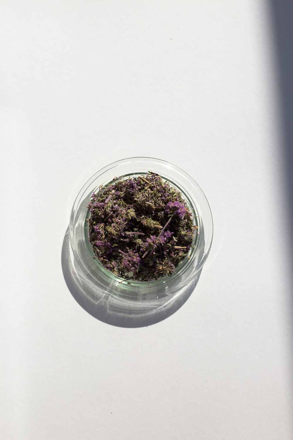 Daphnis and Chloe Pennyroyal "The Ancient Mint" Tea, 22g - Image 2
