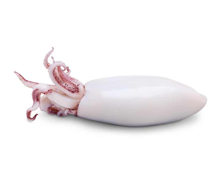 Espinaler Baby Squids in Olive Oil 5/8 Classic Line, 110g - Image 2