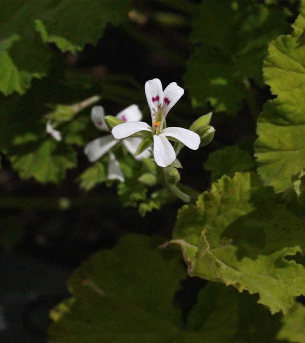 Alchemy by To'ak Malva Flowers, 56g - Image 3